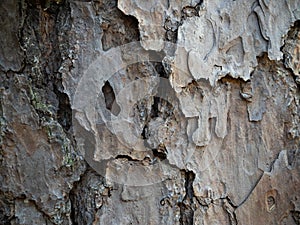 Close Up of the Bark of a Loblolly Pine Tree