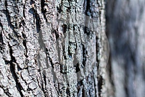 Close Up of the Bark of an Oak Tree