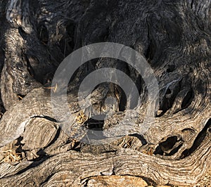 close-up of bark of an old olive tree