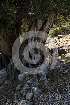 close-up of bark of an old olive tree