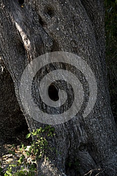 close-up of bark of an old olive tree