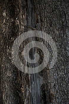 close-up of bark of an old olive tree