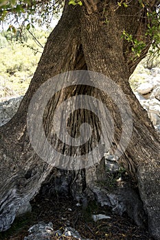 close-up of bark of an old olive tree