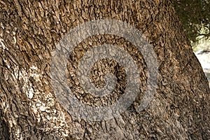 close-up of bark of an old olive tree