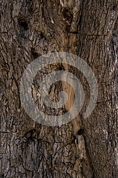 close-up of bark of an old olive tree