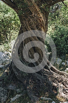 close-up of bark of an old olive tree