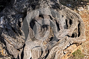 close-up of bark of an old olive tree