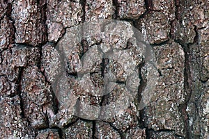 Close-up of the bark of the old tree, the background of the wood, the texture of the bark.