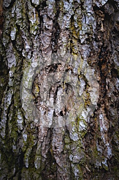 Close-up of the bark of an old tree, with lines and cracks, growing moss on it. natural background