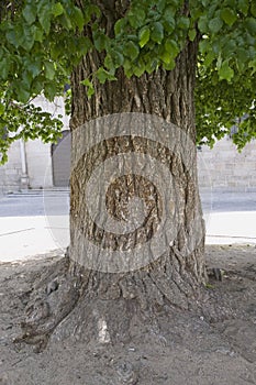 Close up of bark of old tree in town center of Avila Spain, an old Castilian Spanish village