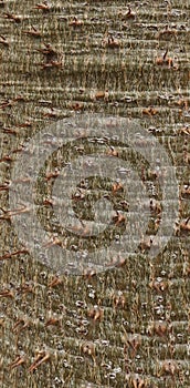 Close-up of the bark of pachypodium lamerei