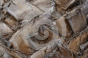 Close up of the bark of a palm tree