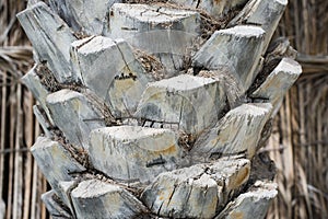 Close up of a bark of a palm tree, tropical trees wallpaper