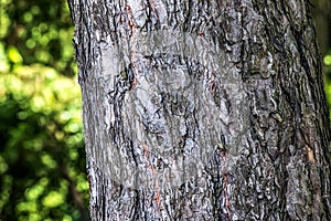 Close-up of the bark of a Pinus nigra tree, family Pinaceae