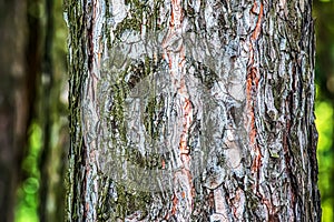 Close-up of the bark of a Pinus nigra tree, family Pinaceae