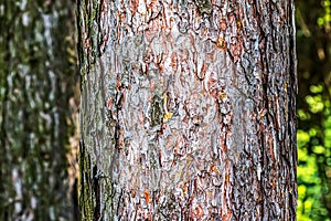 Close-up of the bark of a Pinus nigra tree, family Pinaceae