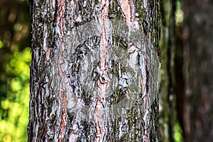 Close-up of the bark of a Pinus nigra tree, family Pinaceae photo