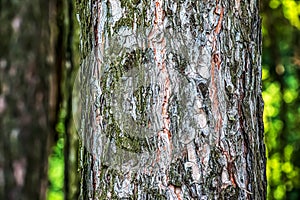 Close-up of the bark of a Pinus nigra tree, family Pinaceae photo