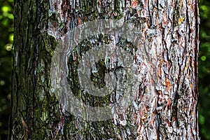 Close-up of the bark of a Pinus nigra tree, family Pinaceae photo