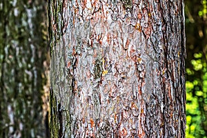 Close-up of the bark of a Pinus nigra tree, family Pinaceae photo