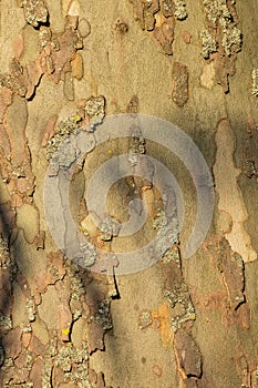 Close-up of a bark of plane tree