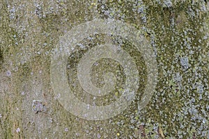 Close Up Bark Of A Platanus Acerifolia Tree At Amsterdam The Netherlands 2-11-2022