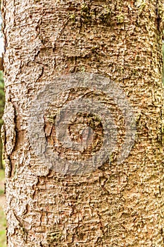 Close up of the bark of the Siberian spruce, Picea obovata,