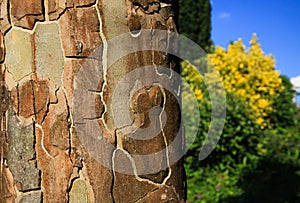 Close up of bark surface of plane tree sycamore in bright sunlight