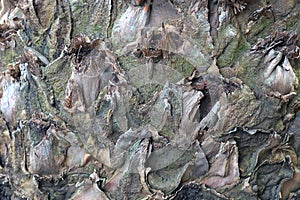 Close-up of the bark texture of a cactus tree.