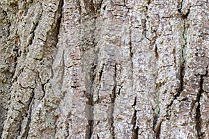 Close Up Bark Of A Tilia Tomentosa Tree At Amsterdam The Netherlands 19-3-2024