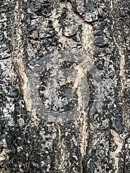 Close-up the bark of tree.