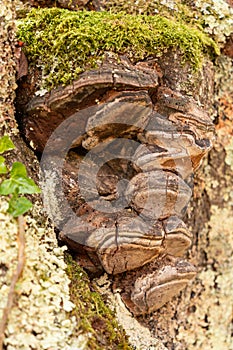 Close-up on a bark of a tree colonized by tinder, a hoof-shaped fungus