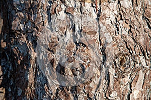 Close up Bark of a tree