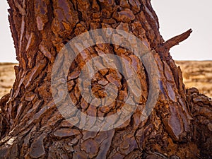 A close-up of the bark of a tree growing on the red sands. Provencal Colorado near Roussillon,