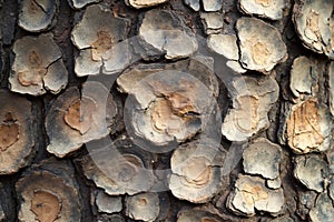 A close up of the bark of a tree that has been cut down