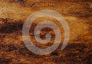 Close up bark of tree, textured surface in natural tones.