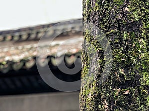 Close up the Bark tree trunk with moss green and fungal isolated in roof house Chinese style, feeling freshness in winter.