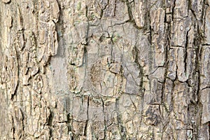 Close Up Bark Of A Ulmus Camperdownii Tree At Amsterdam The Netherlands 19-3-2024 photo
