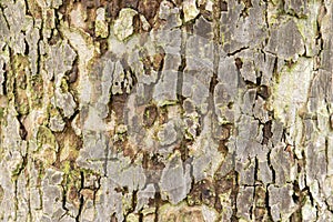 Close Up Bark Of A Ulmus Camperdownii Tree At Amsterdam The Netherlands 4-4-2024 photo