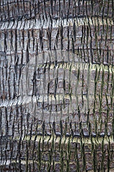 Close Up of the  Bark of a Weeping Cabbage Palm Tree