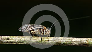 Barkfly walking on a twig in the forest