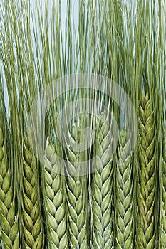 A close up of barley.