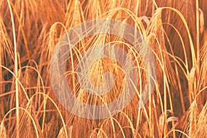 Close up barley field background .  Agriculture and agronomy, industry concept. Horizontal image