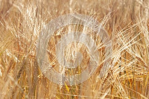 Close up barley field in summer. Agriculture, agronomy, industry concept