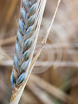 Close up of barley field wheat crop stem detail