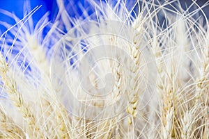 Close-up of barley grain is used for flour barley bread barley beer some whiskeys some vodkas and animal fodder