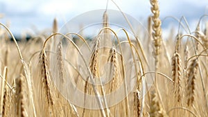 Close-up of barley growing naturally in sunlight.