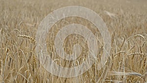 Close-up of barley growing naturally in sunlight.