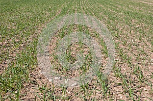 Close up of barley seedlings