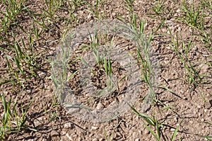 Close up of barley seedlings